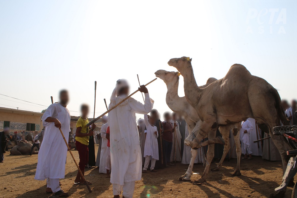 At the notoriously cruel Birqash Camel Market, men and children were observed viciously beating screaming camels with sticks.