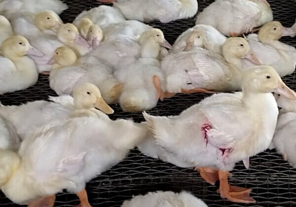 How Ducks Suffer and Die for ‘Responsible’ Down