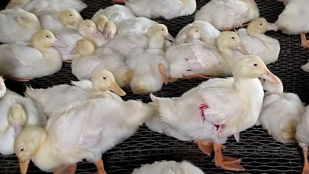 How Ducks Suffer and Die for ‘Responsible’ Down