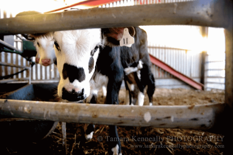 New Mum Helplessly Chases After Her Stolen Calves in Heartbreaking Video