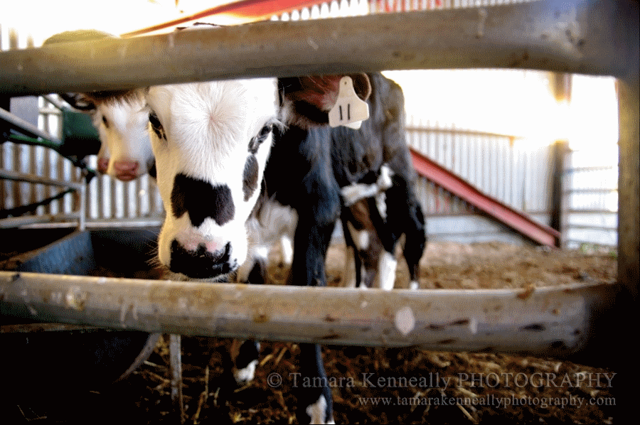 New Zealand’s New Rules: Calves Must Be 4 Days Old Before They’re Killed
