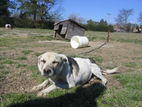 Chained dog