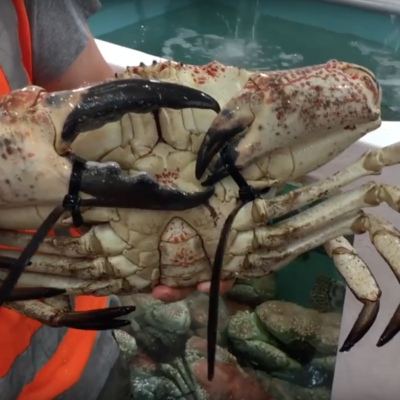 A photo of a crab bound with zip ties at the Sydney Fish Market.