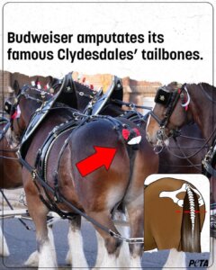 Women’s World Cup: Kick Out Sponsor Budweiser and Its Cruelty to Animals