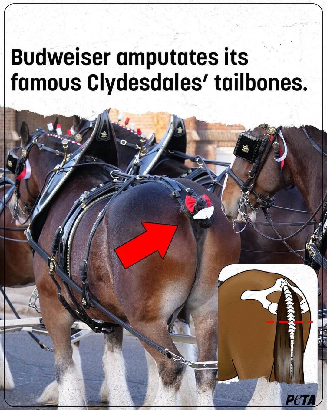 Budweiser won’t stop amputating the tailbones of its iconic Clydesdales.