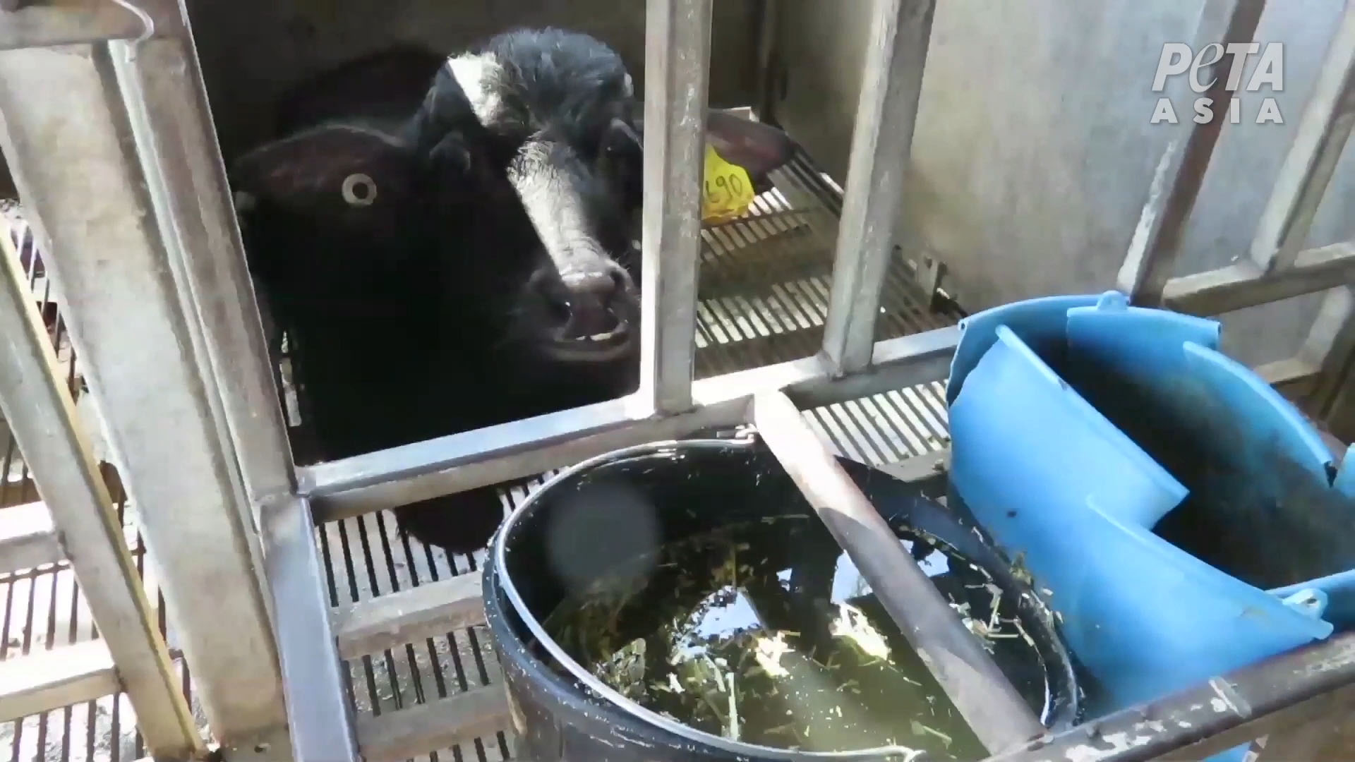 Buffalo calf