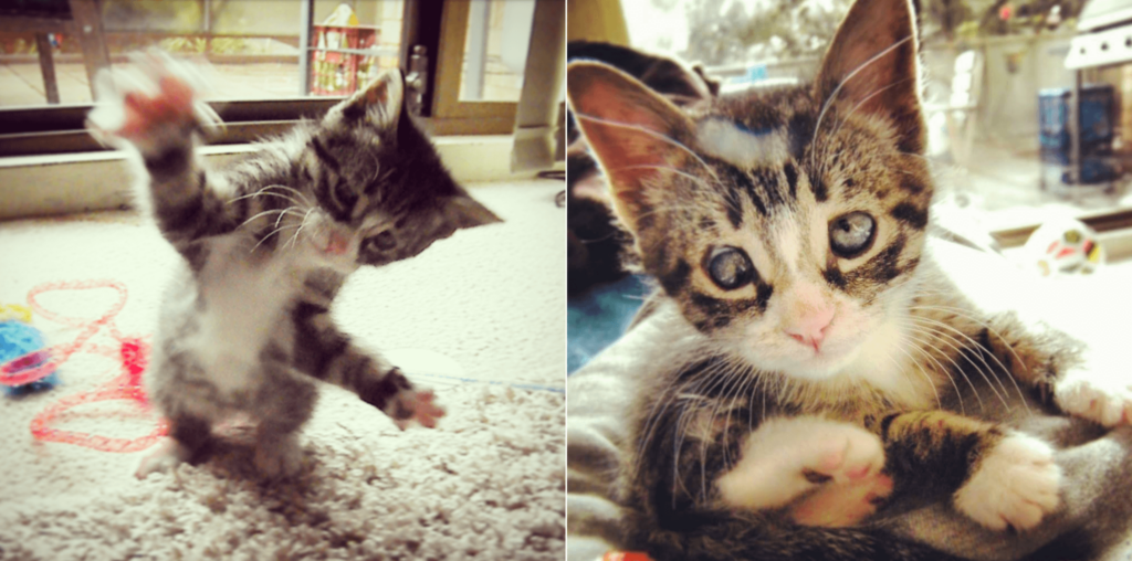 Bug the rescued cat