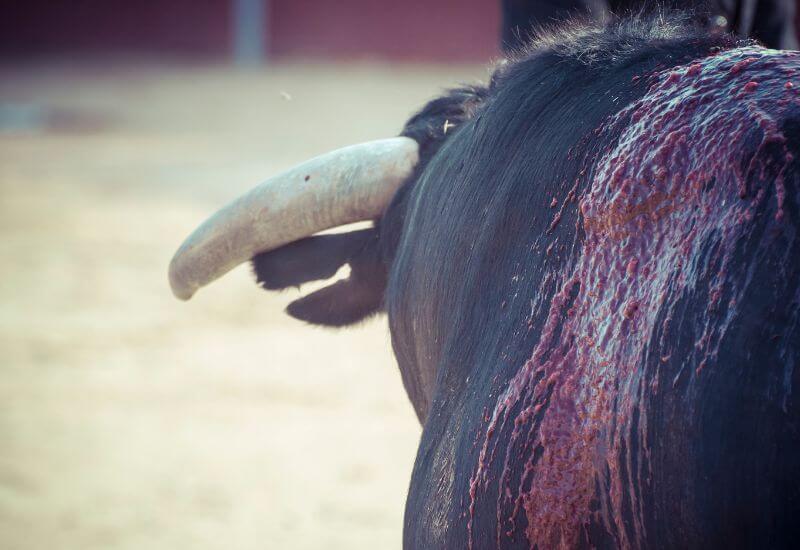 Image shows bloody bull