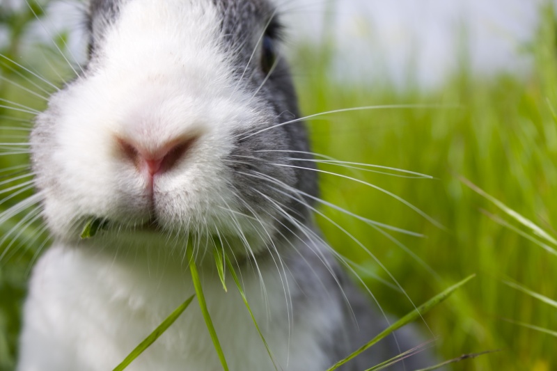 Update: What Recent Australian Cosmetics Testing Legislation Means for Animals and Consumers