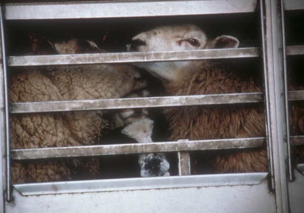 Live Export: Australia’s Shame