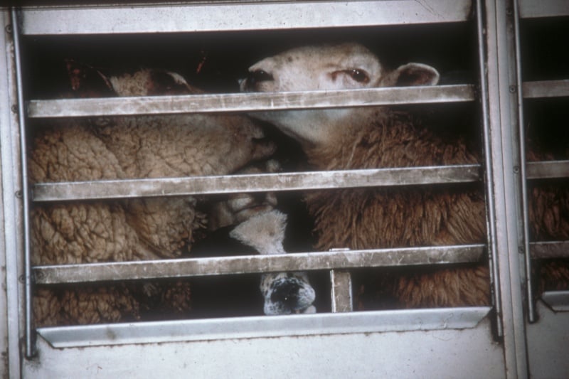 Live Export: Australia’s Shame