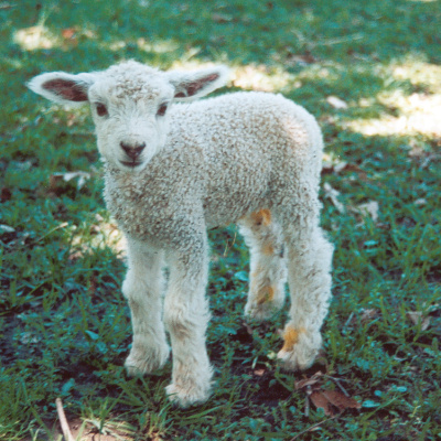 cute lamb