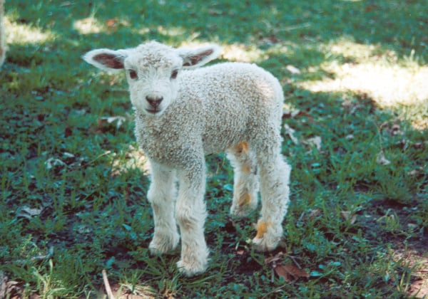 cute lamb