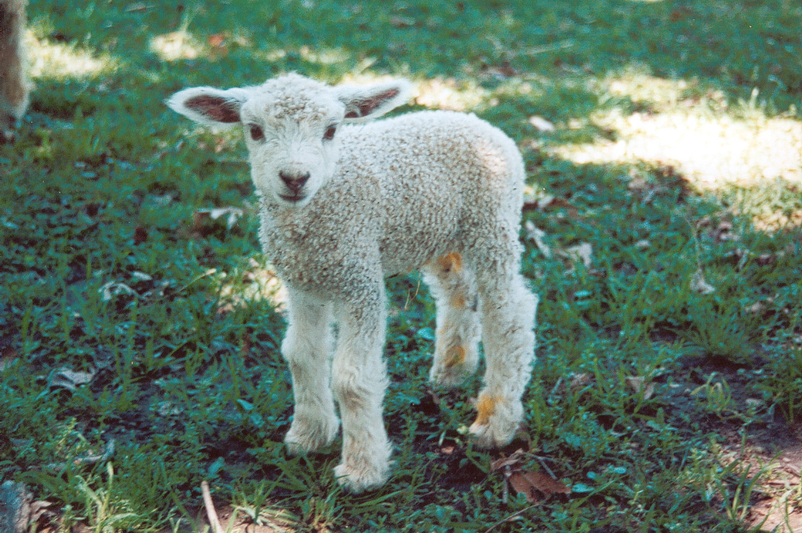 Australia Day: Eat Baby Peas, Not Baby Sheep