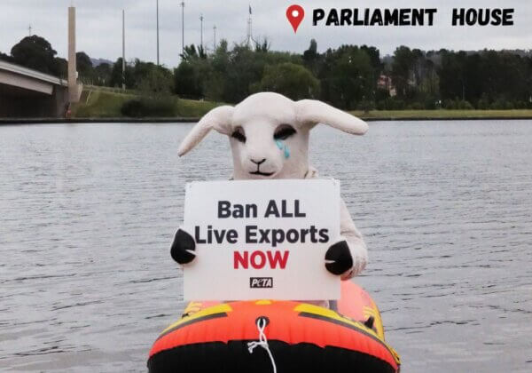 ‘Sheep’ Sets Sail in Canberra Lake to Protest Live Export