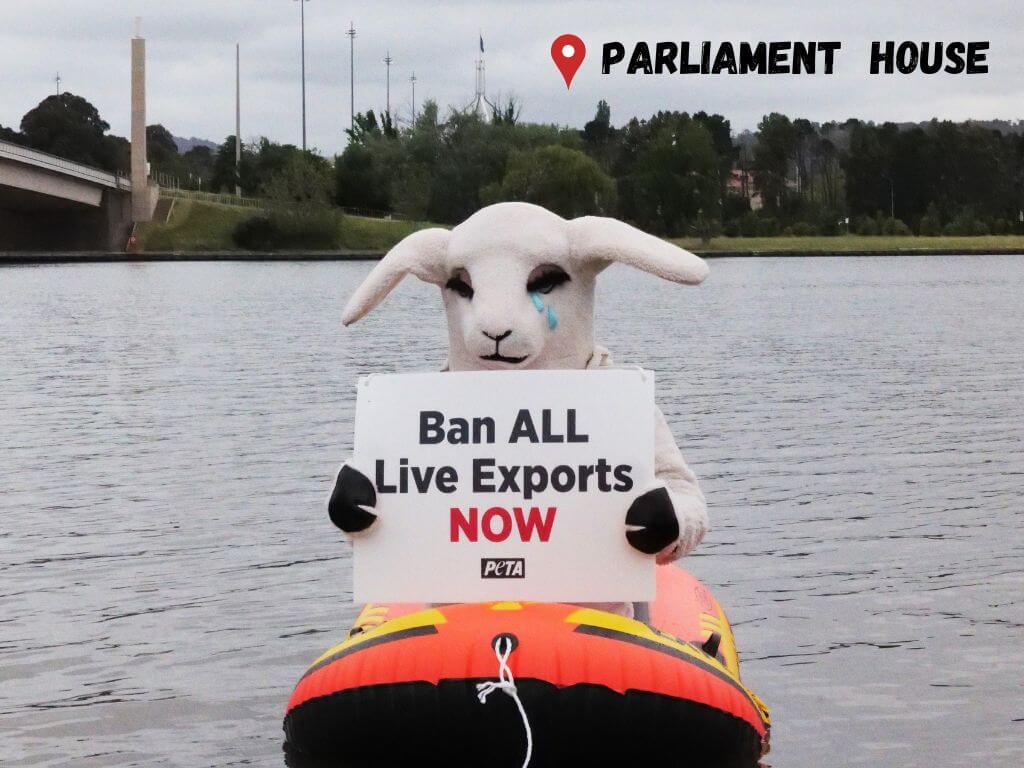 PETA's sheep mascot on a boat at Lake Burley Griffin.