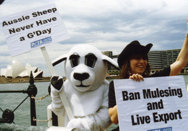 Chrissie Hynde Lends Voice to Australia Mulesing Inquiry