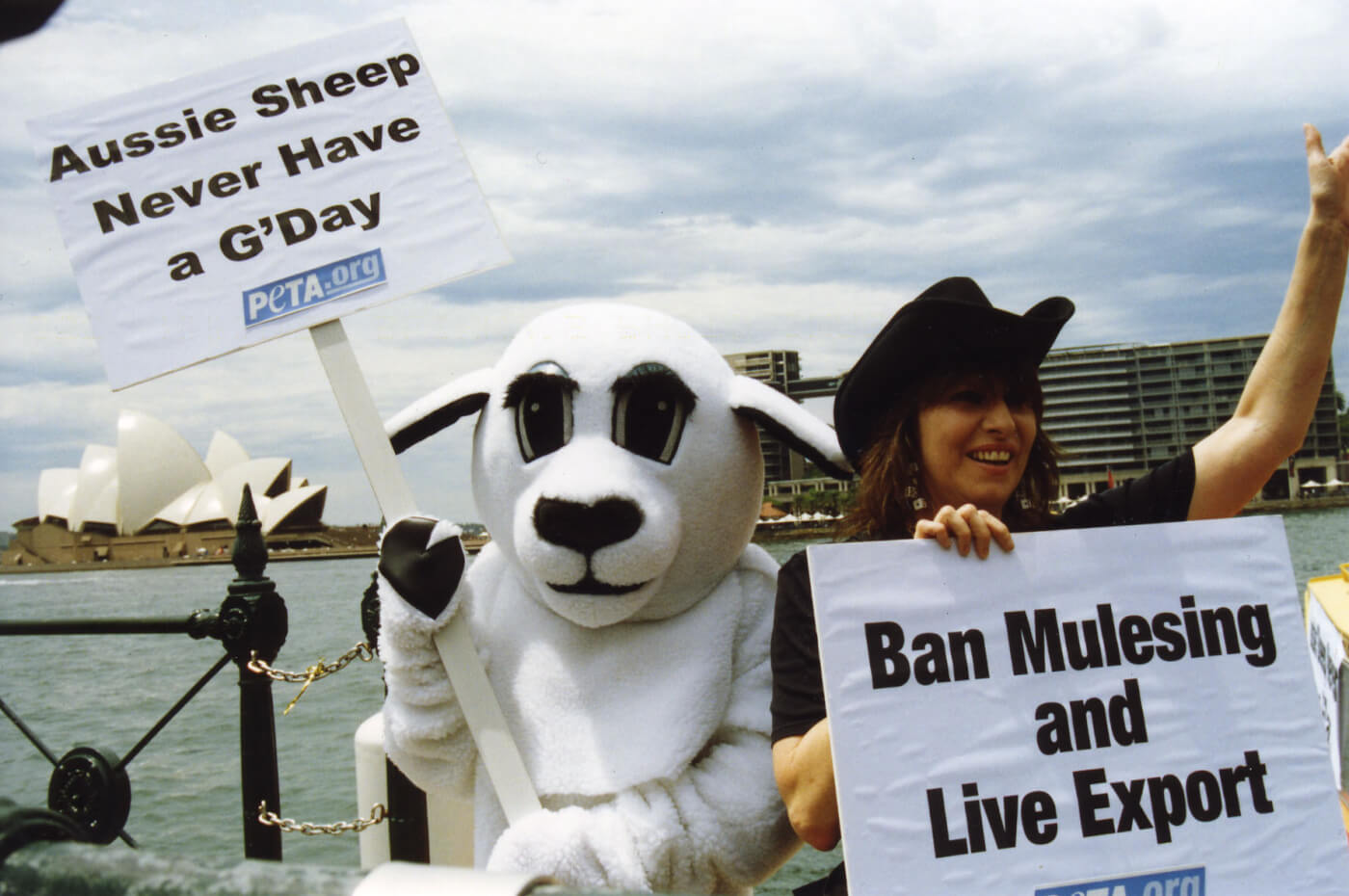 Chrissie Hynde in Sydney protesting mulesing. 