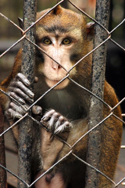 Monkey Business at Monash University