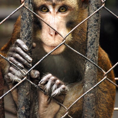 monkey hanging onto cage looking at camera
