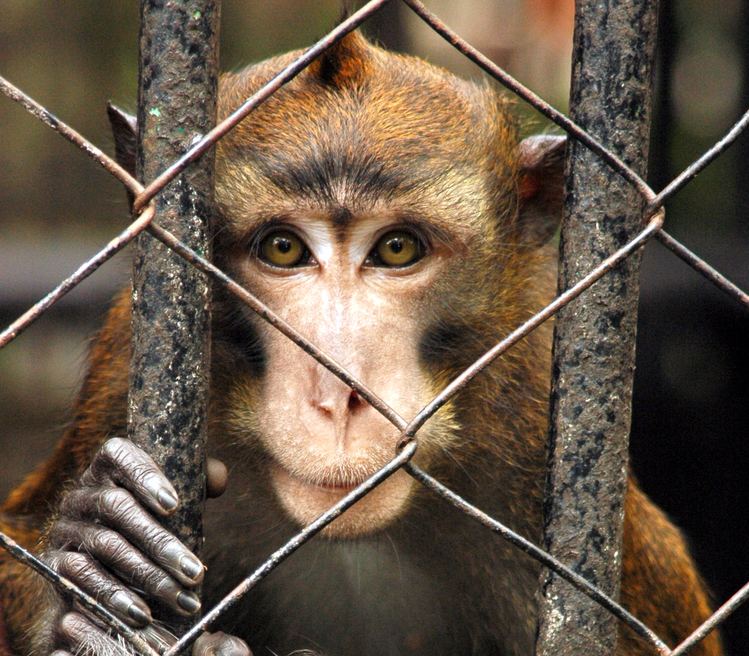 Animals Aren’t ‘Freight’: 10 Ways You Can Help Them