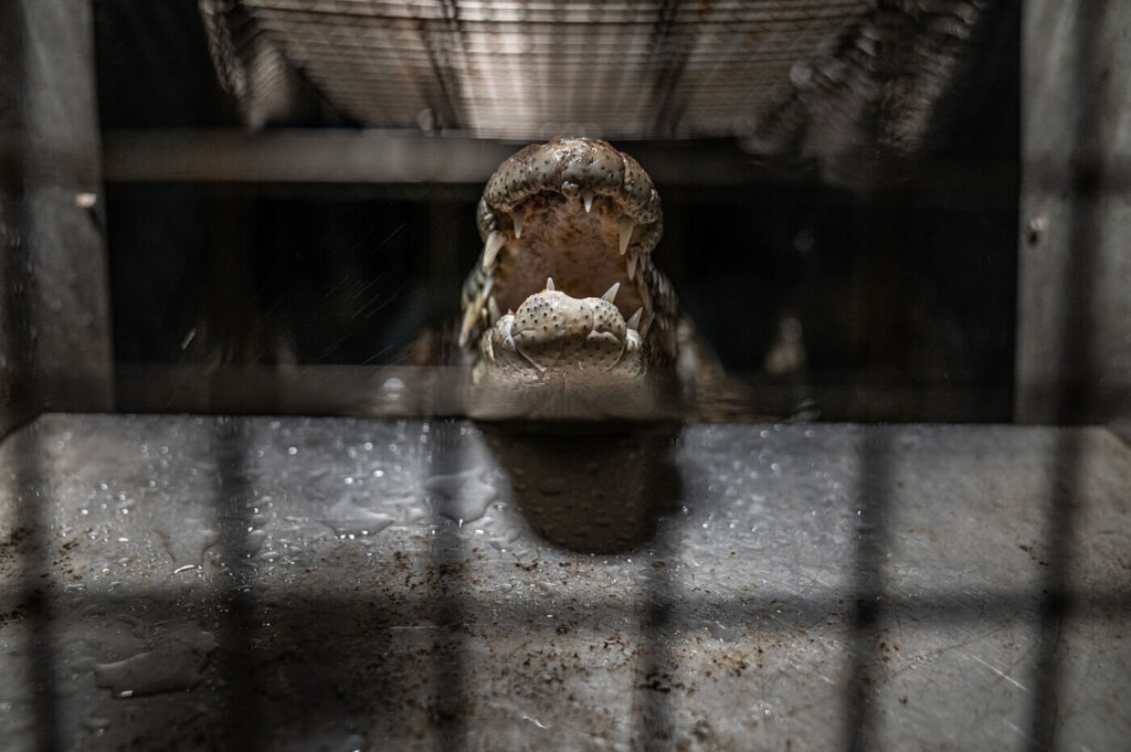 The mouth of a caged Saltwater crocodile at an Australian factory farm.