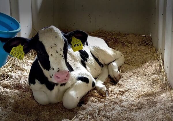 Caught on Camera: Calves Burned and Beaten at Research Facility