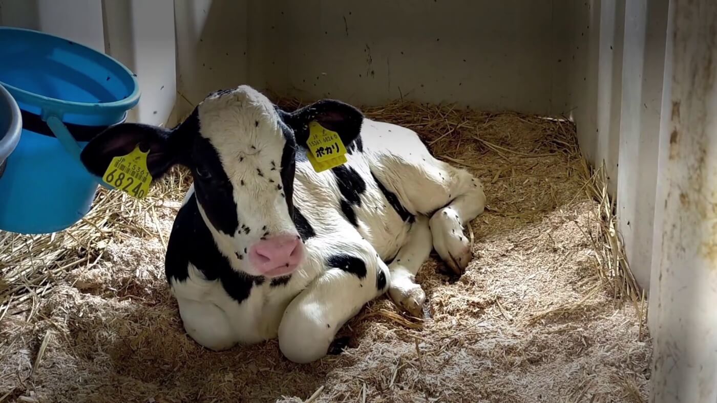 Caught on Camera: Calves Burned and Beaten at Research Facility