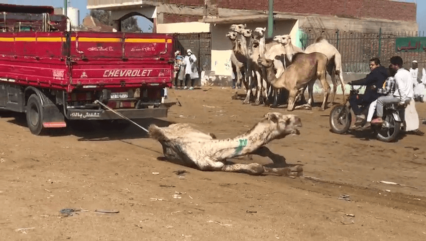 a camel being dragged behind a truck