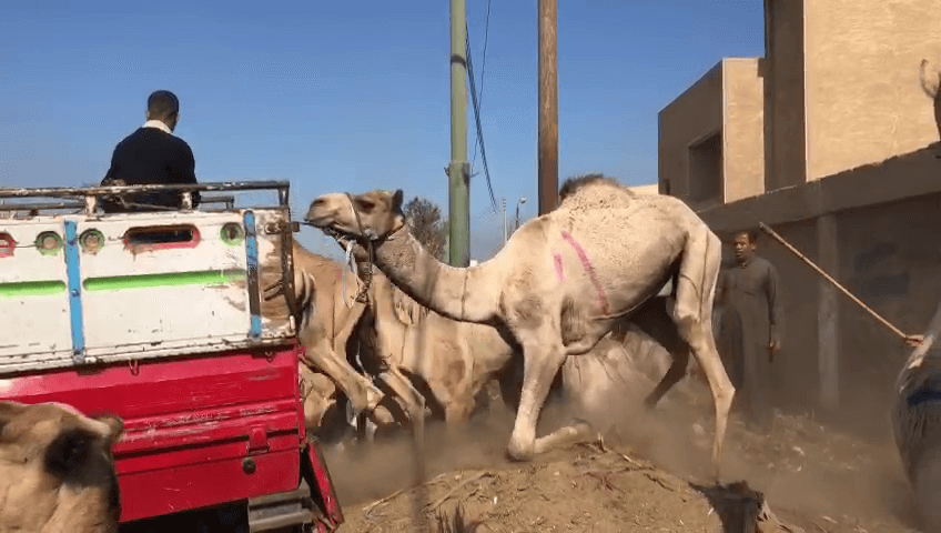 camels being loaded onto a truck