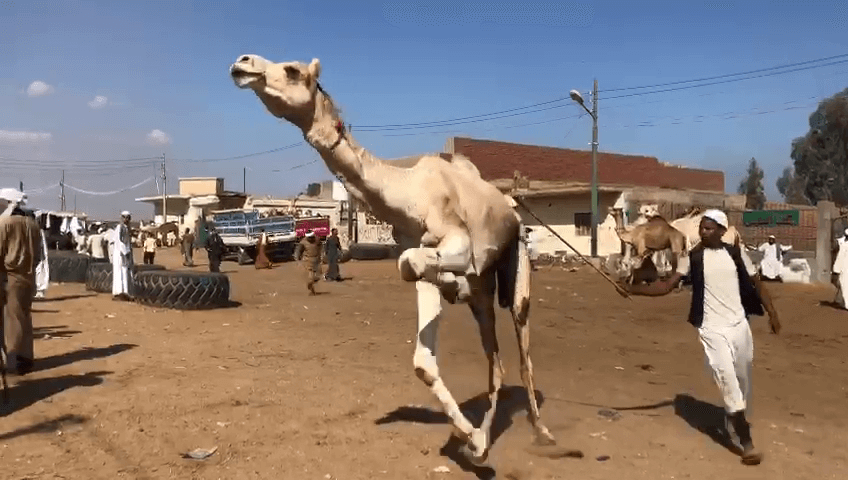 a camel with a tied leg