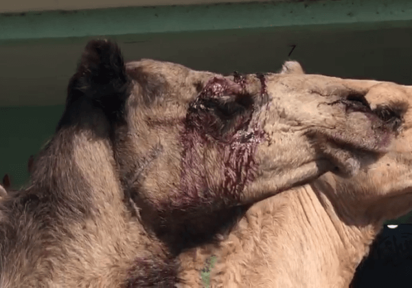 Beaten With Sticks, Bloodied, Dragged: Egypt’s Shameful Treatment of Camels