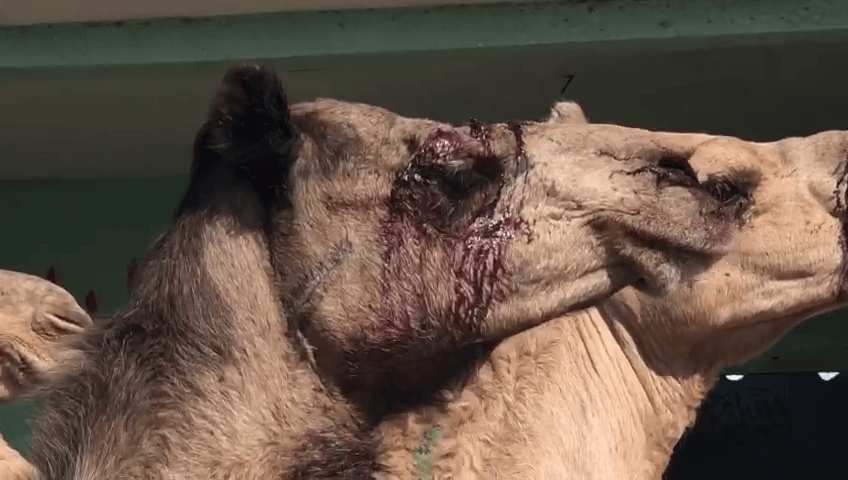 Beaten With Sticks, Bloodied, Dragged: Egypt’s Shameful Treatment of Camels