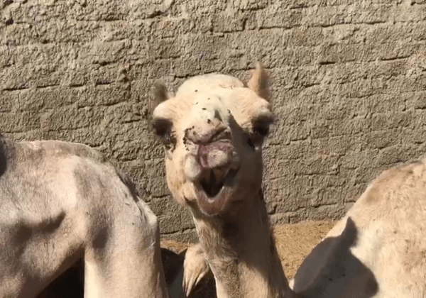 a camel with a bloody face