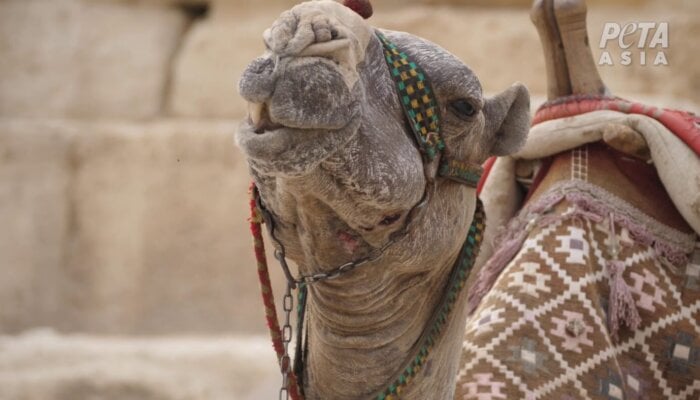 The Dark Side of Egypt’s Tourism: Horse and Camel Corpses Rot at Pyramids of Giza