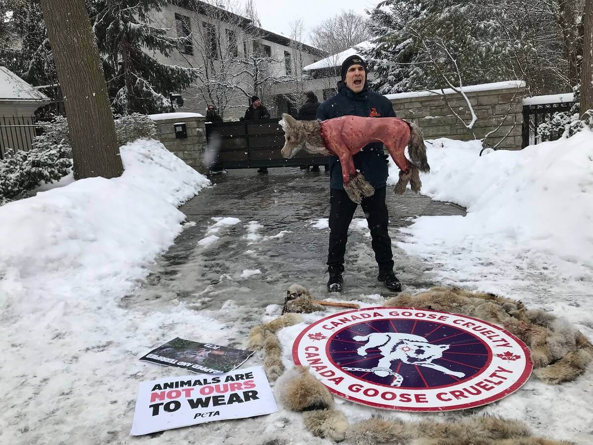 Canada Goose Ditches Fur After Years of Pressure News PETA Australia