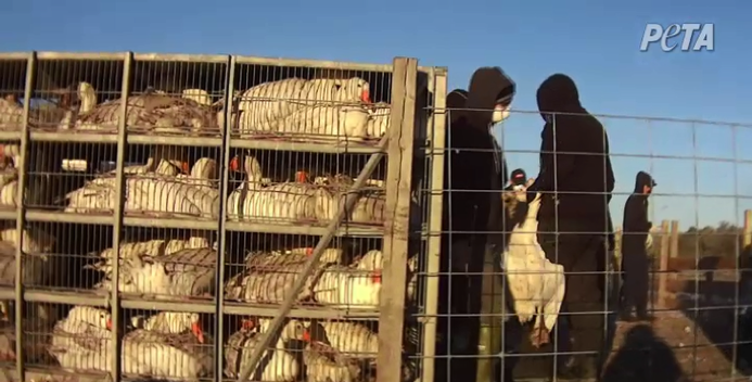 Workers grabbed geese by the neck – often two in each hand – and hauling them to transport crates.