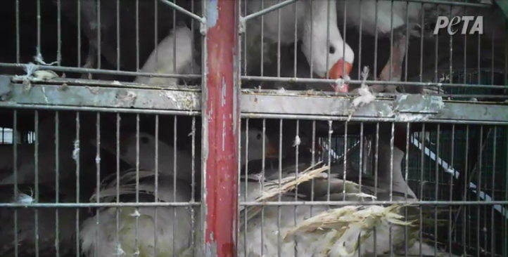 Birds crammed into cages so small that they are unable to hold their heads up even while sitting.