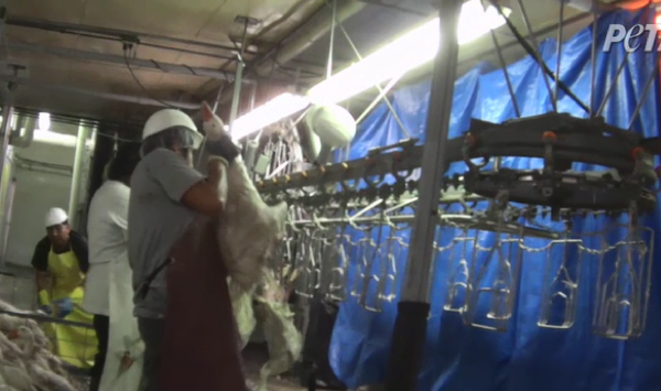 Birds shackled upside down by the legs.