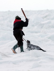Canadian seal hunt