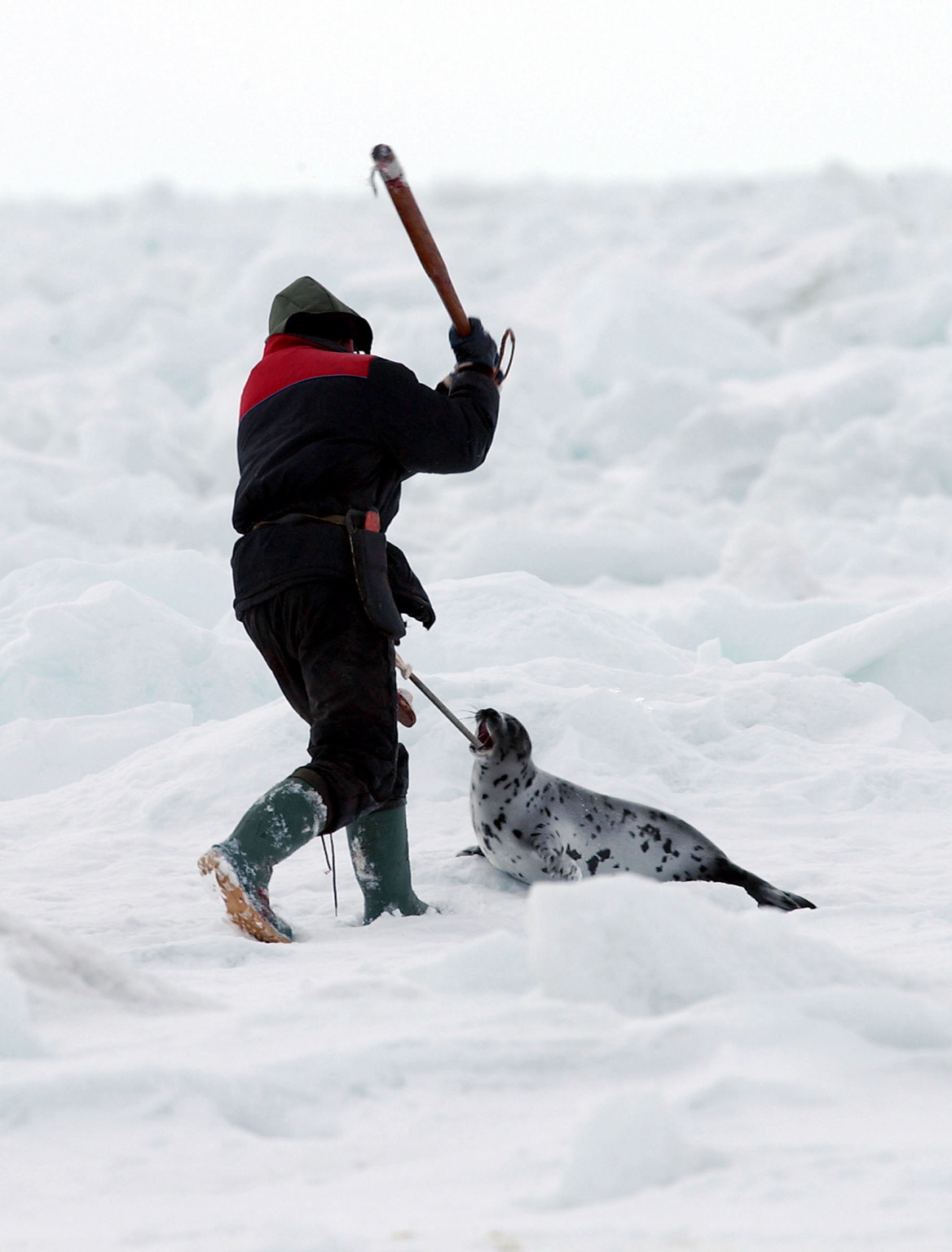 Canada’s Bloody Seal Slaughter