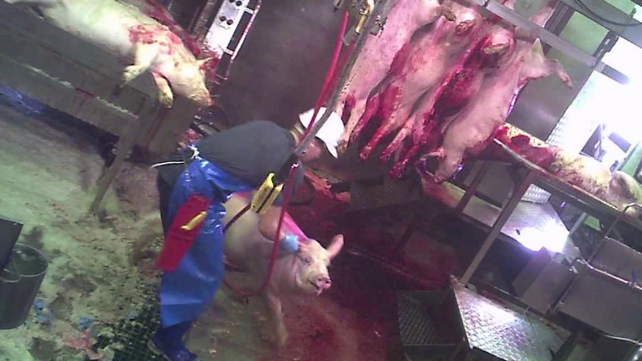 A photo from a hidden camera at Carey Bros Abattoir, Yangan QLD, Australia.