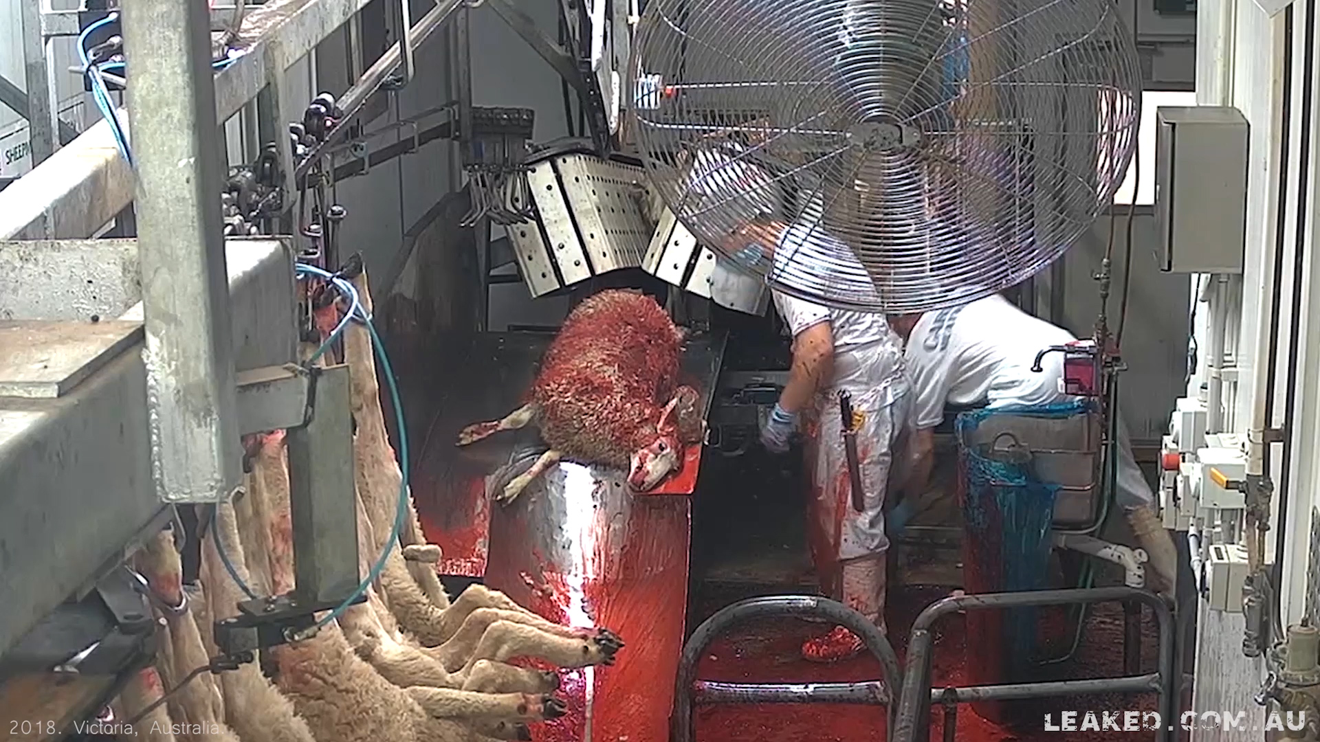 Sickening CCTV Footage From an Australian Abattoir Leaked