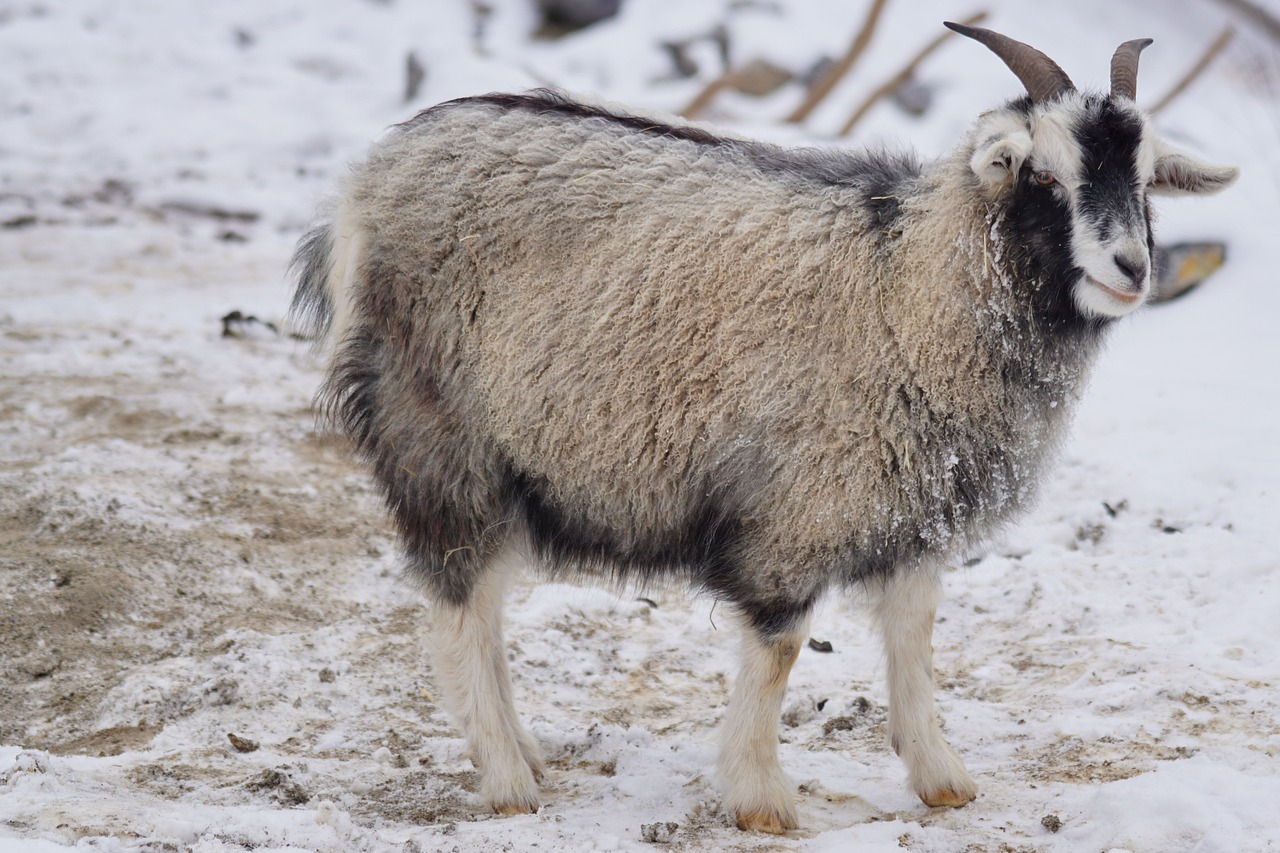 Victory! Two Huge Aussie Fashion Brands Ban Cashmere