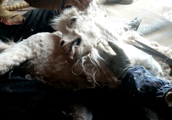 Gentle Goats Cut Up for Mohair and Cashmere – Tell H&M to Stop Supporting This Abuse