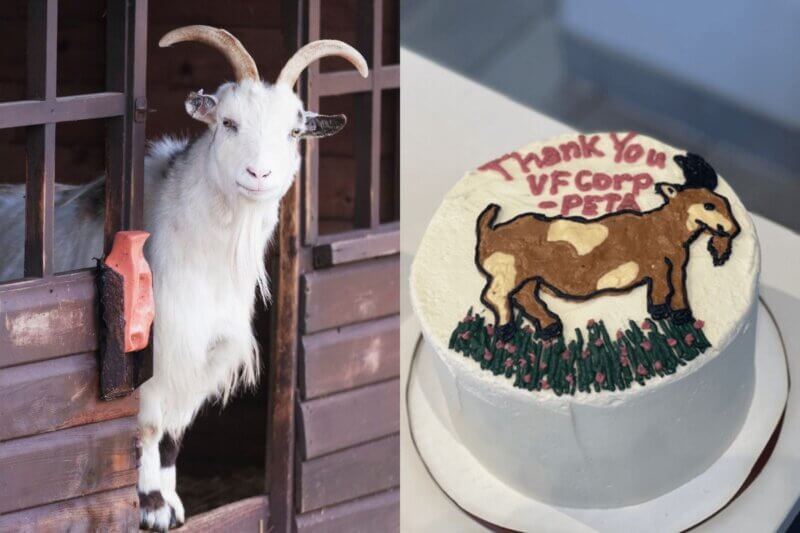 Image show a photo of a goat, and a photo of a "thank you" cake.