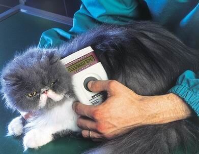 Cat microchip