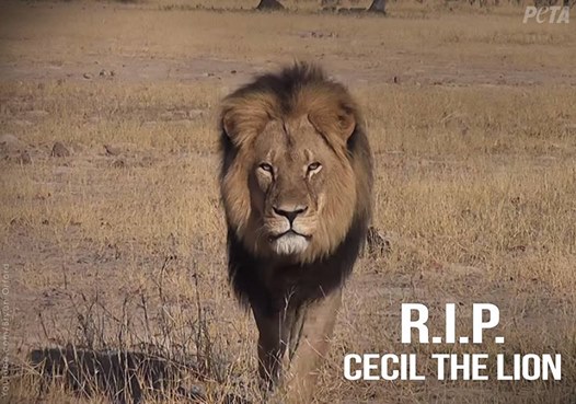 Cecil’s Death Highlights Cowardice of Hunting