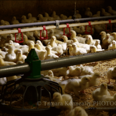 chicken-farming-australia