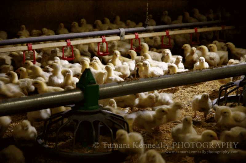 chicken-farming-australia